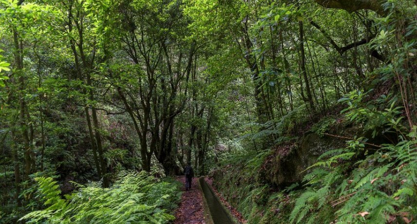 5 Reasons to Visit Madeira Islands after Coronavirus - Levada walk in madeira